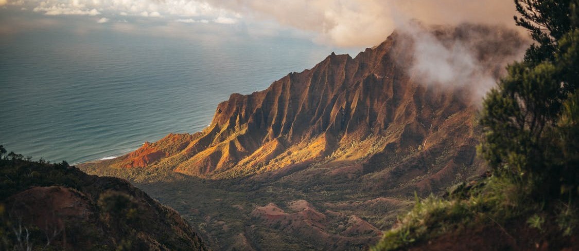 What is the United States' National Bird?