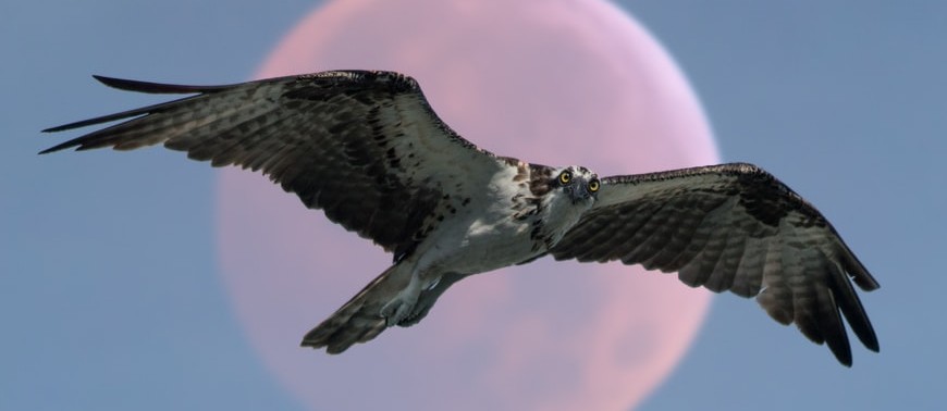 What is the largest living bird of prey in the world?