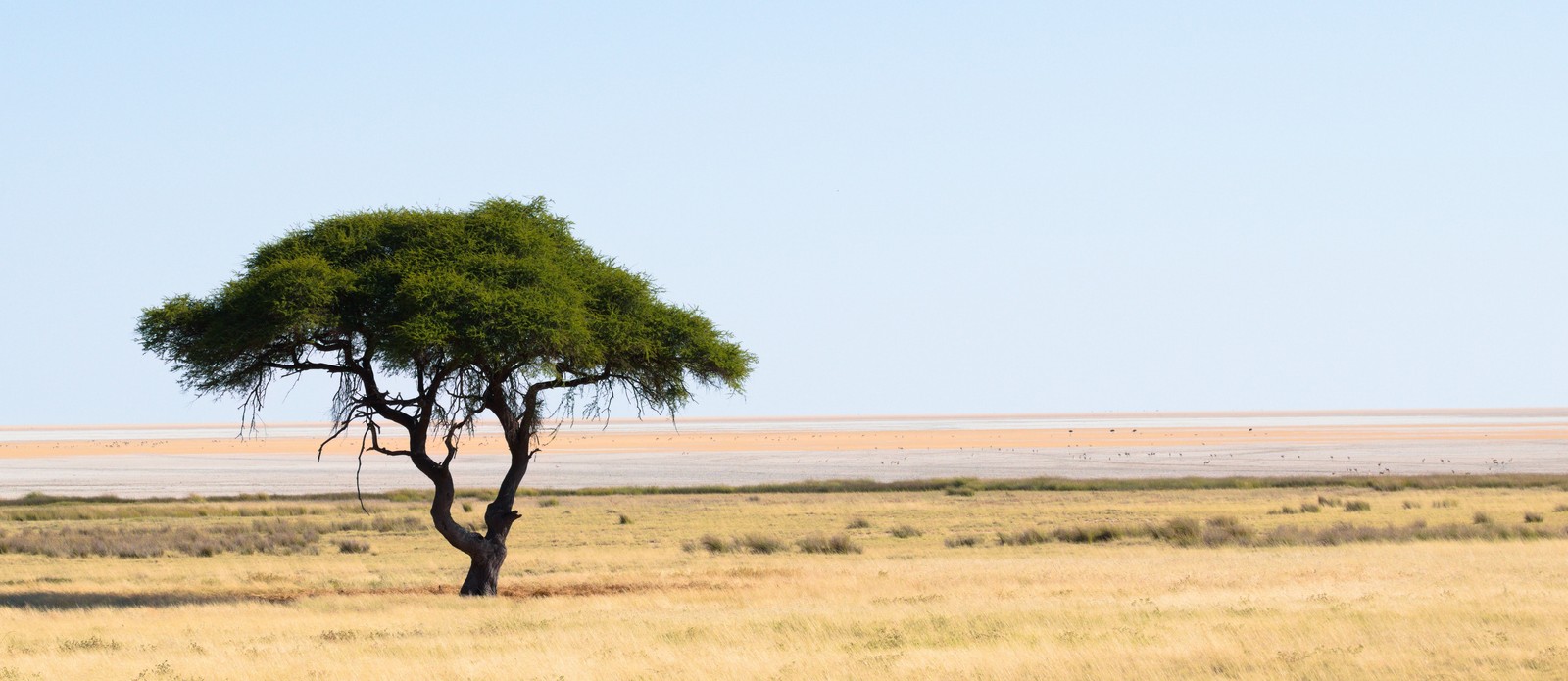 Which of these African animals eats the leaves of acacia trees?
