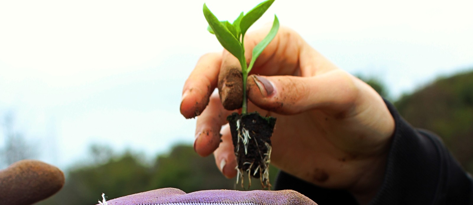what-does-a-viticulturist-cultivate