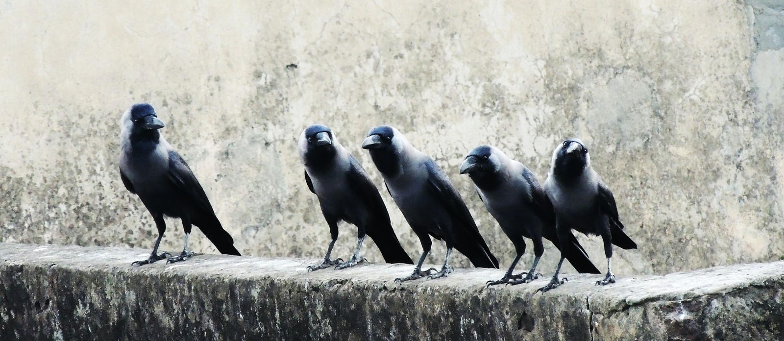 Which collective noun is given to a group of ravens?