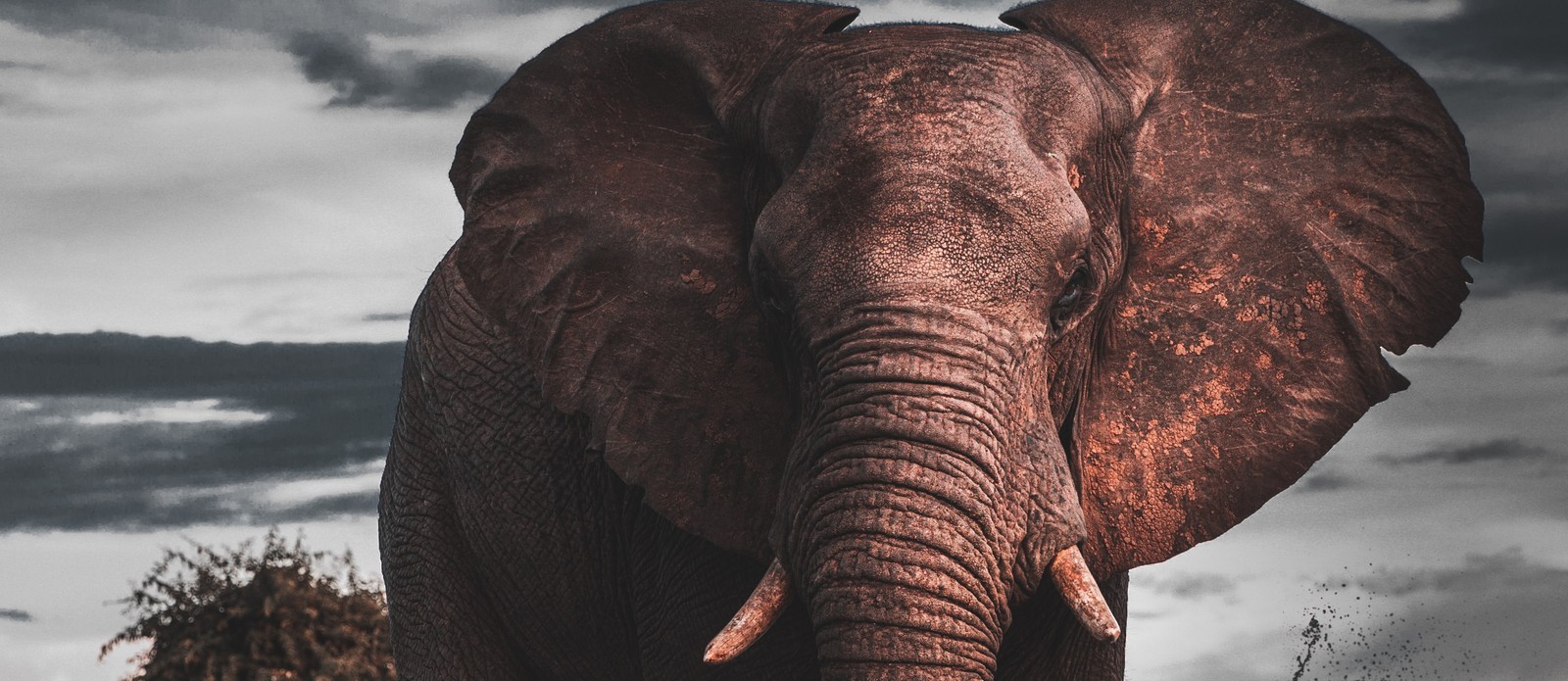 According to popular belief, what creatures are elephants afraid of?