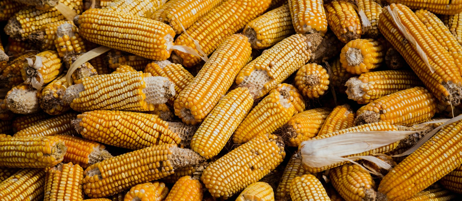 What country is the biggest corn producer in the world?