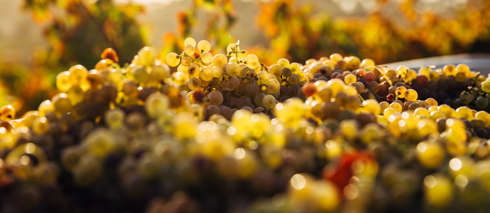 Marsala wine comes from which Mediterranean island?