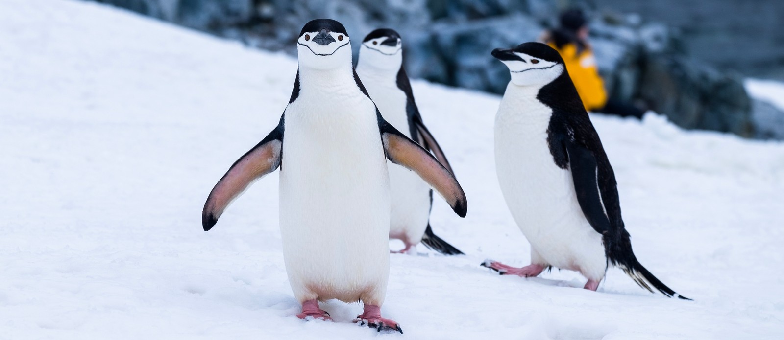 What is the smallest species of penguin called?