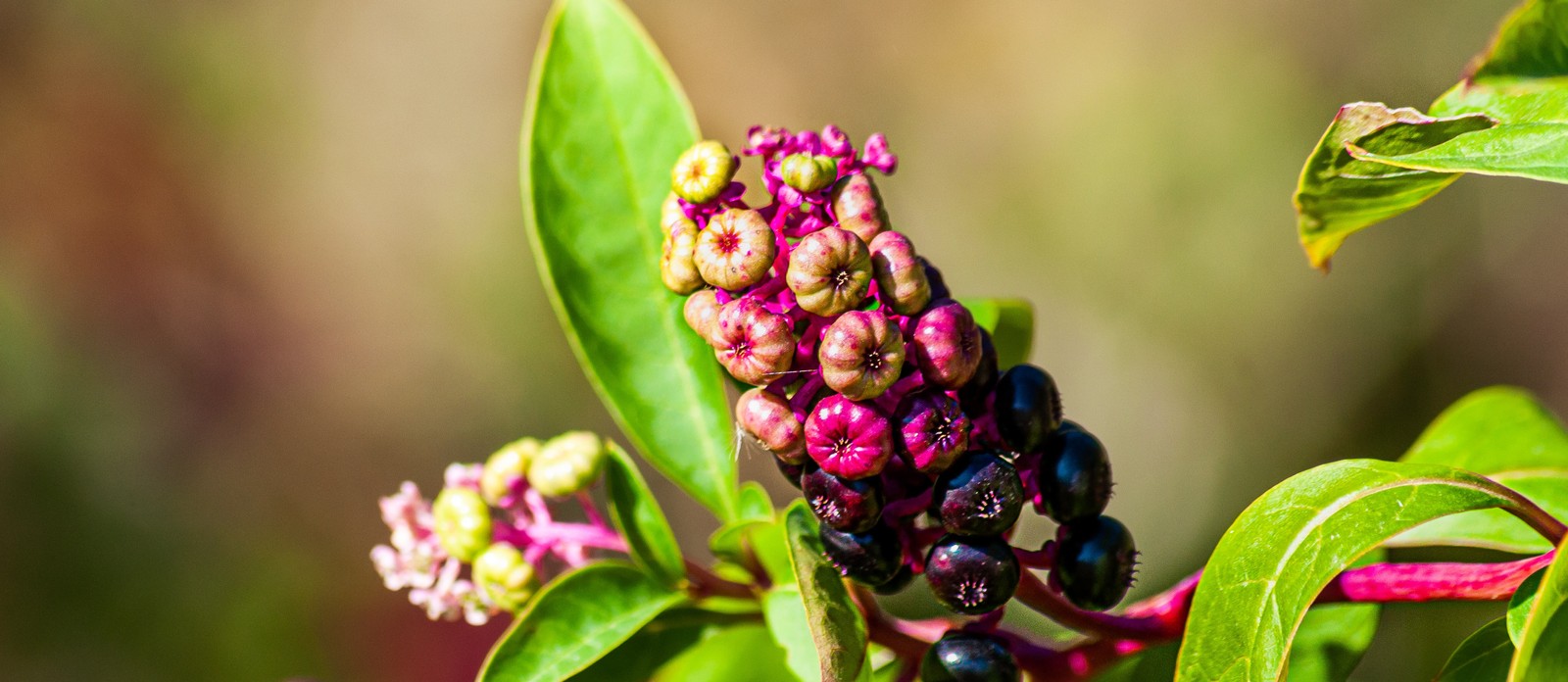 Which part of a flower the fruit?