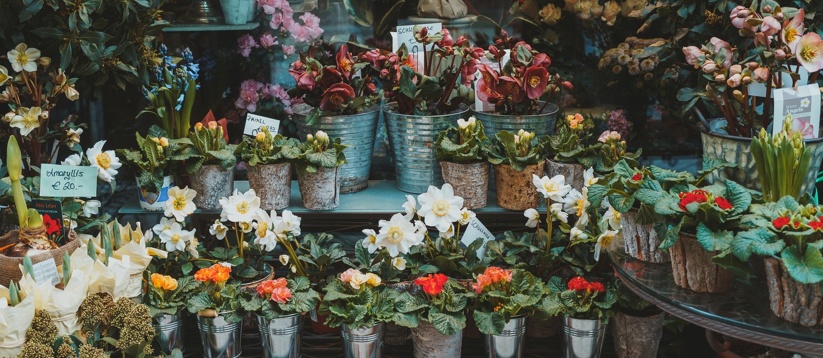 Which flower produces opium?