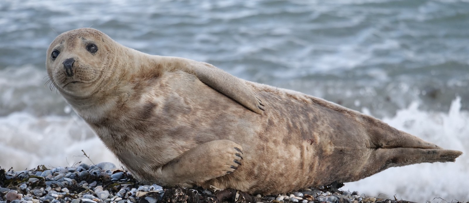 Seals detect their prey by using what?