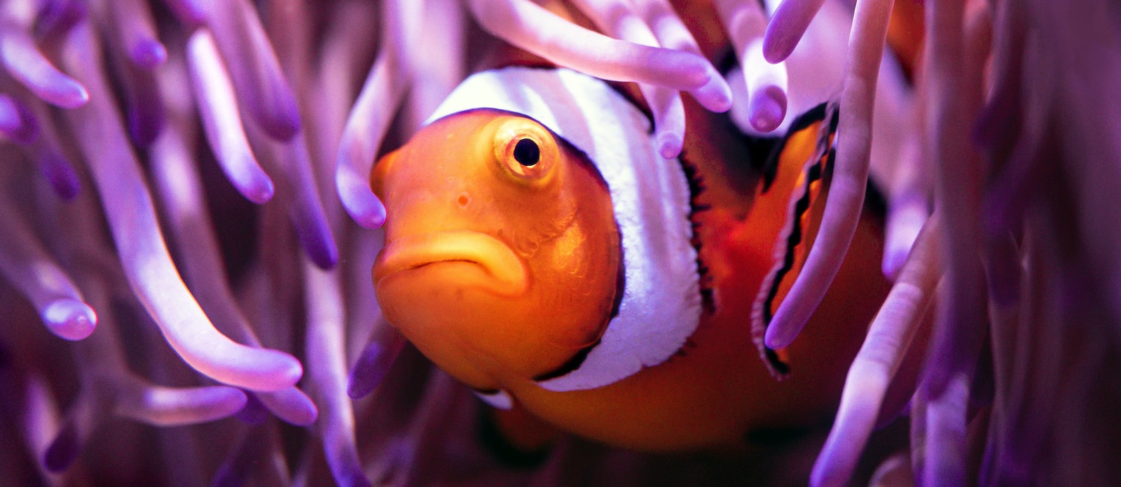 In the movie, Nemo ends up in a tank in which sort of office?
