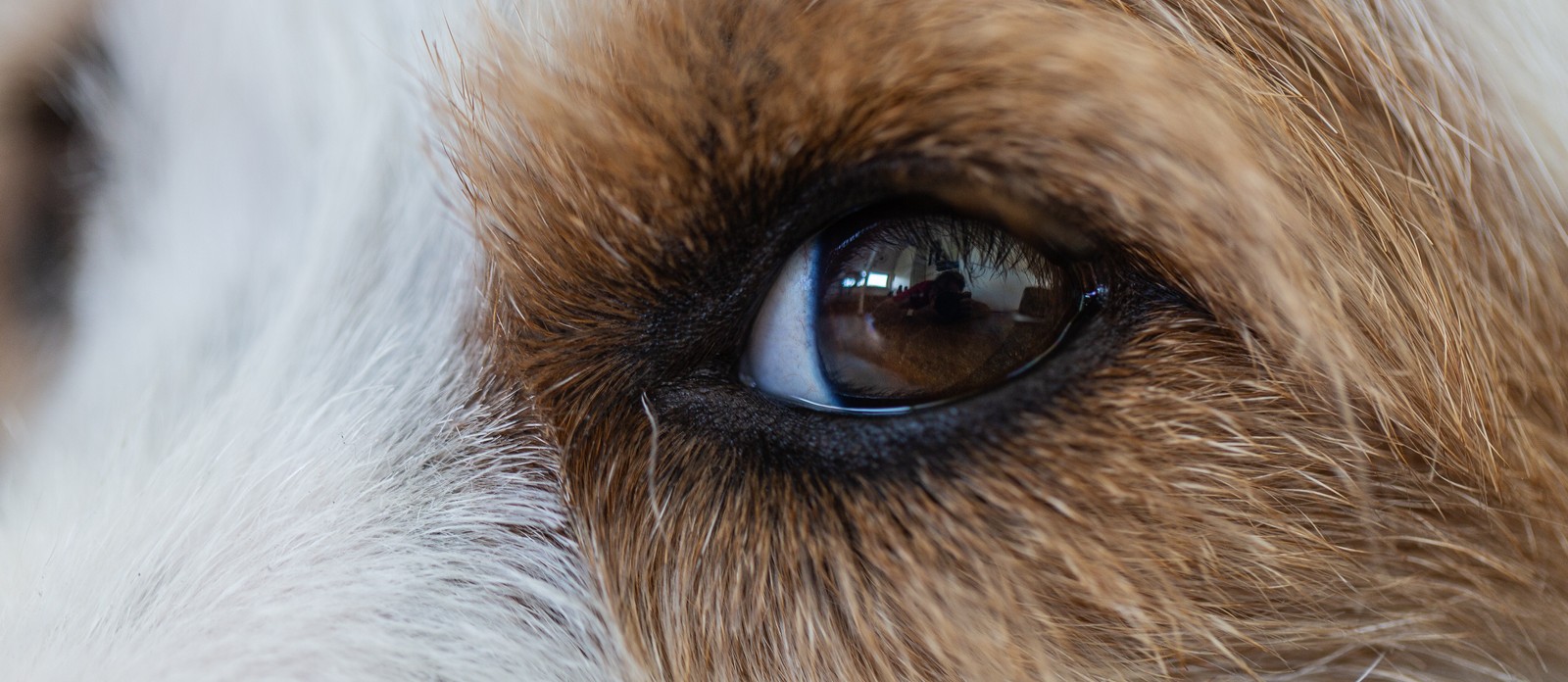 What dog has the best eyesight?