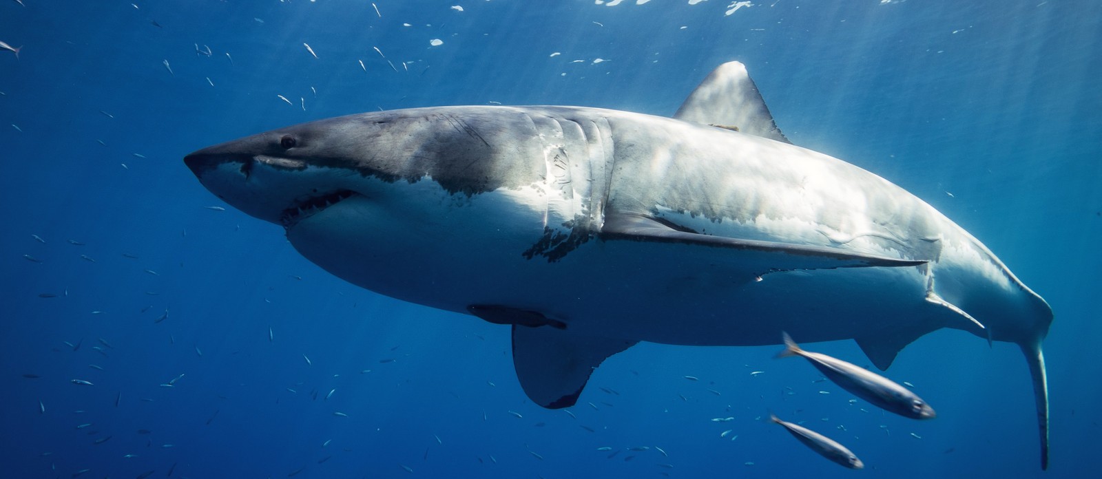 Great white sharks can live to what age?