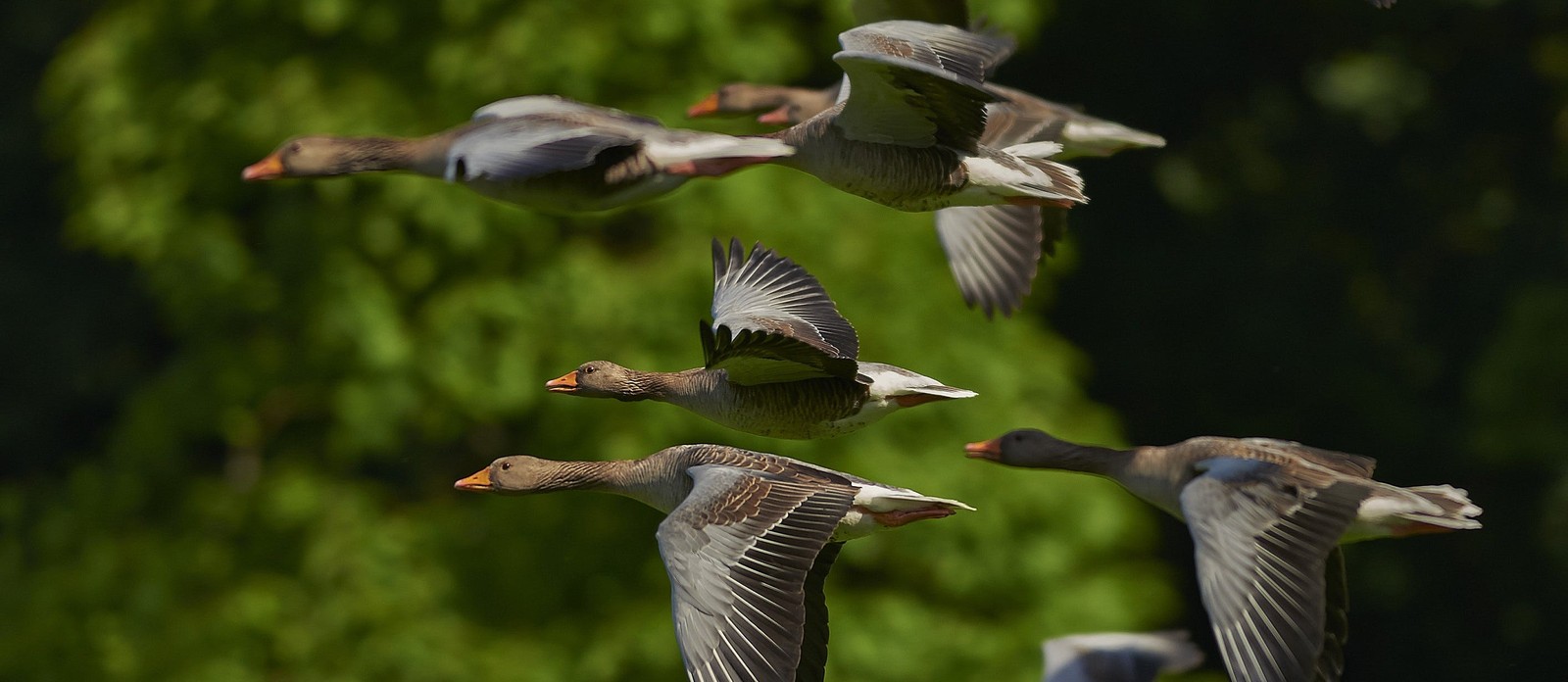 What is the seasonal movement of animals from one habitat to another?