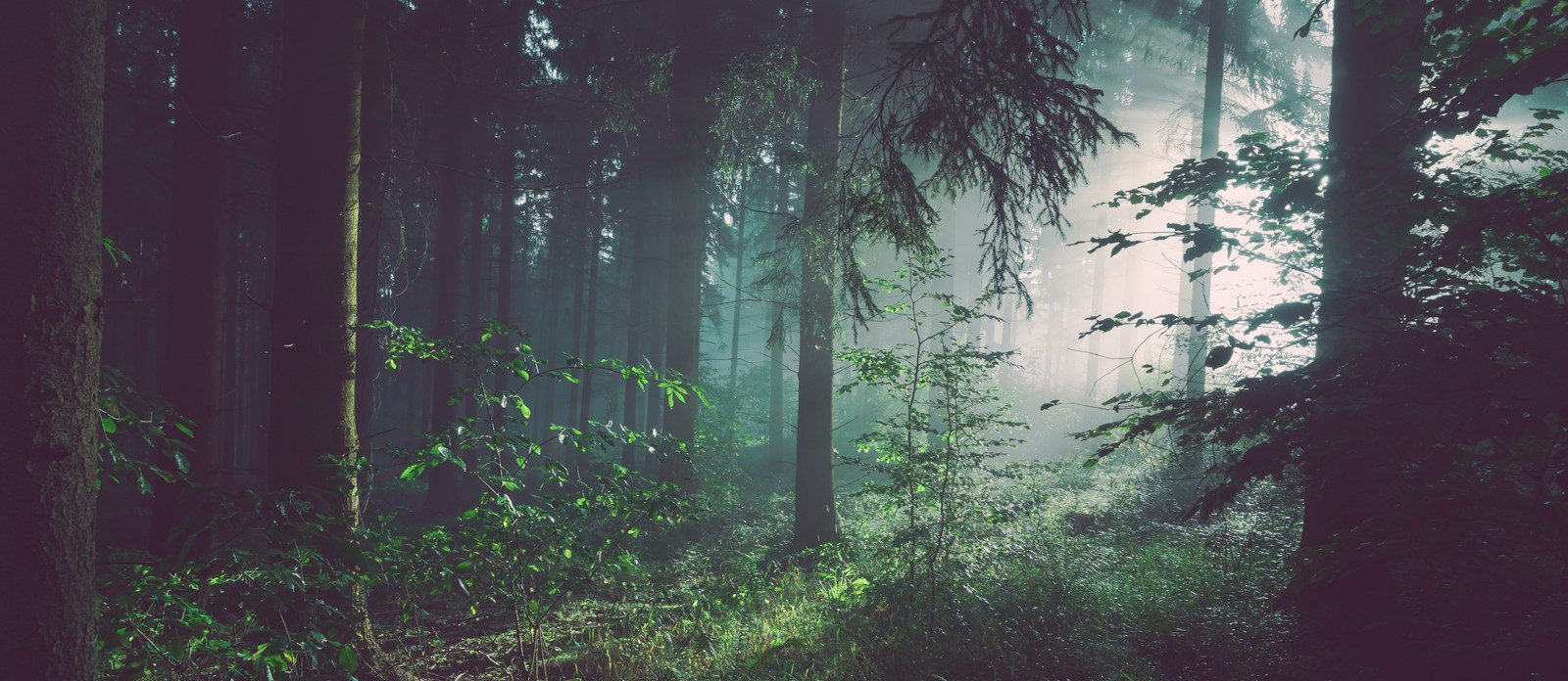 What is the name of the cold coniferous or boreal forest biome?