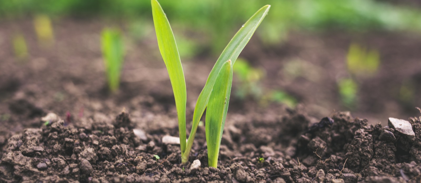 Histosol is soil largely made from which items?