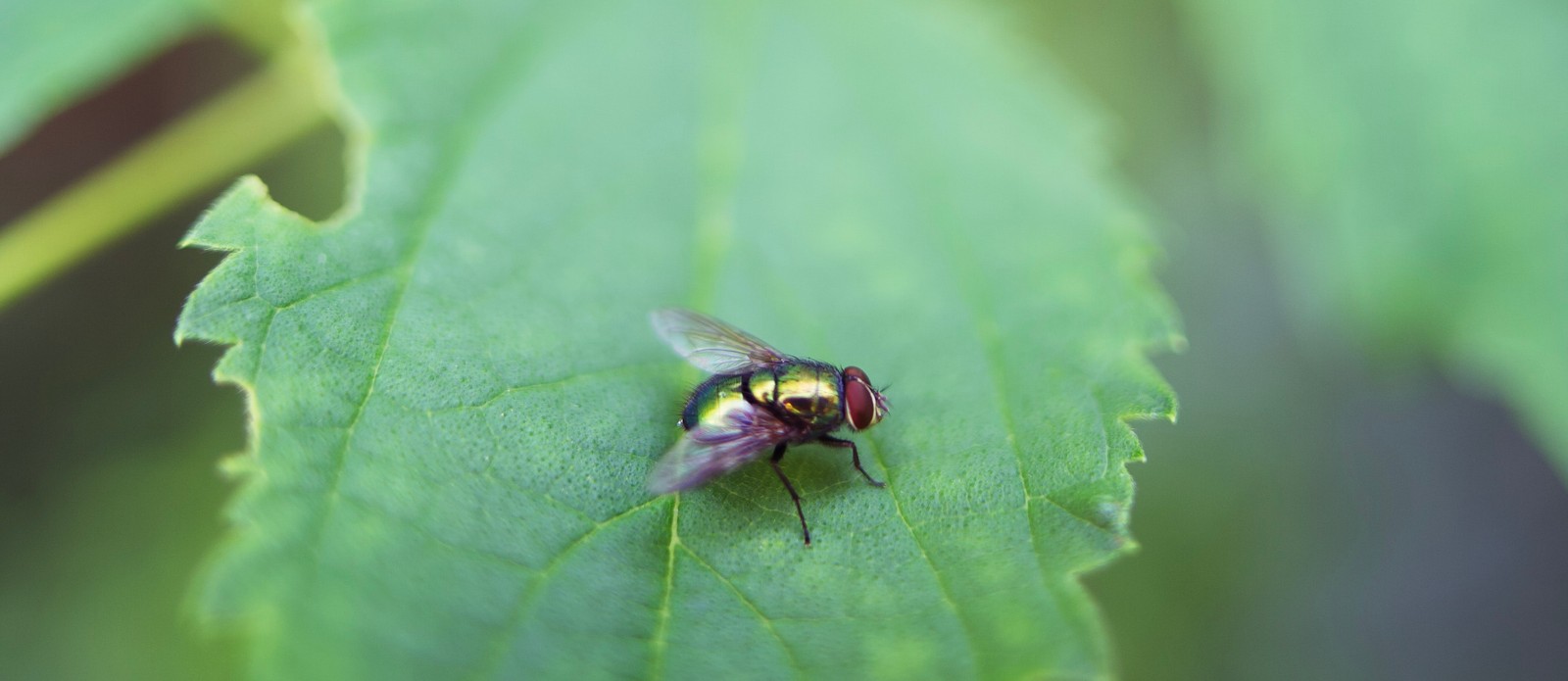 What is a group of flies called?