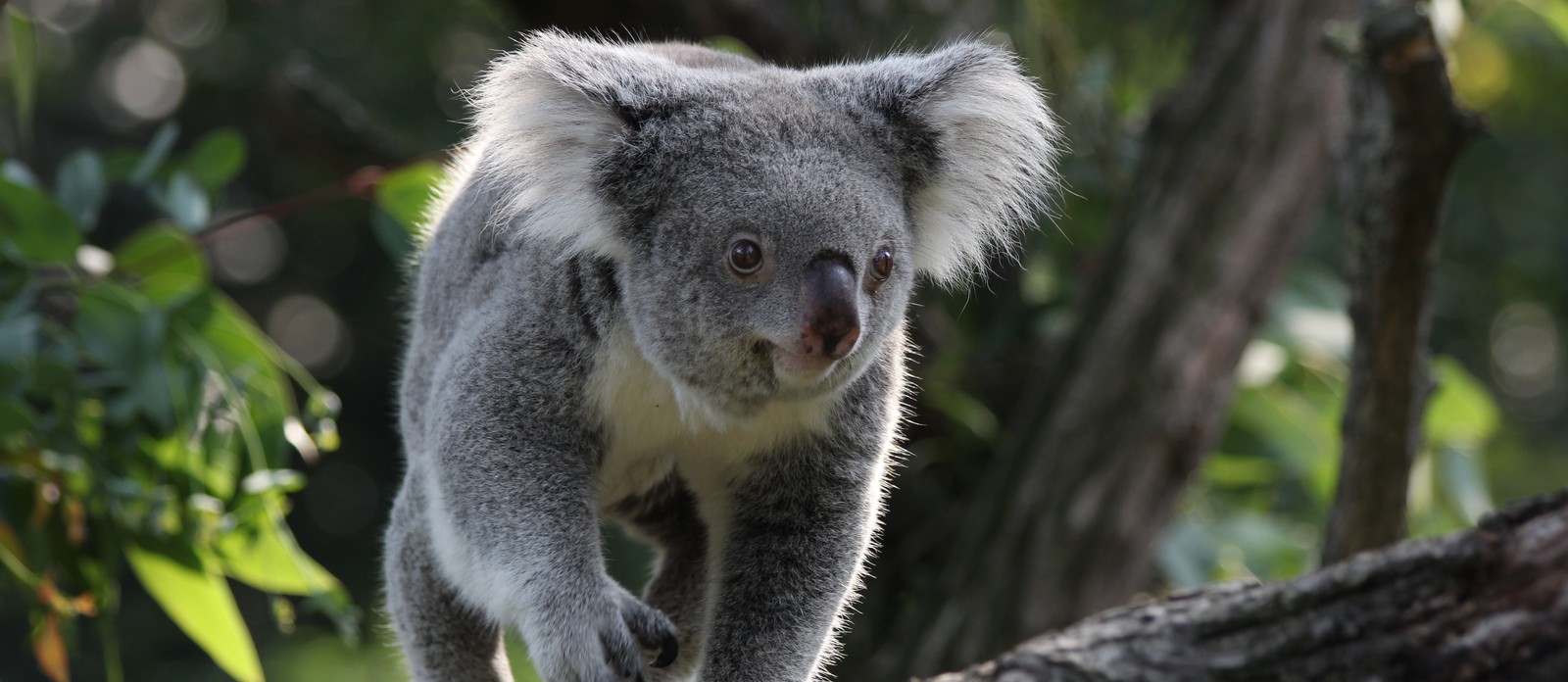 Where are koalas native to?