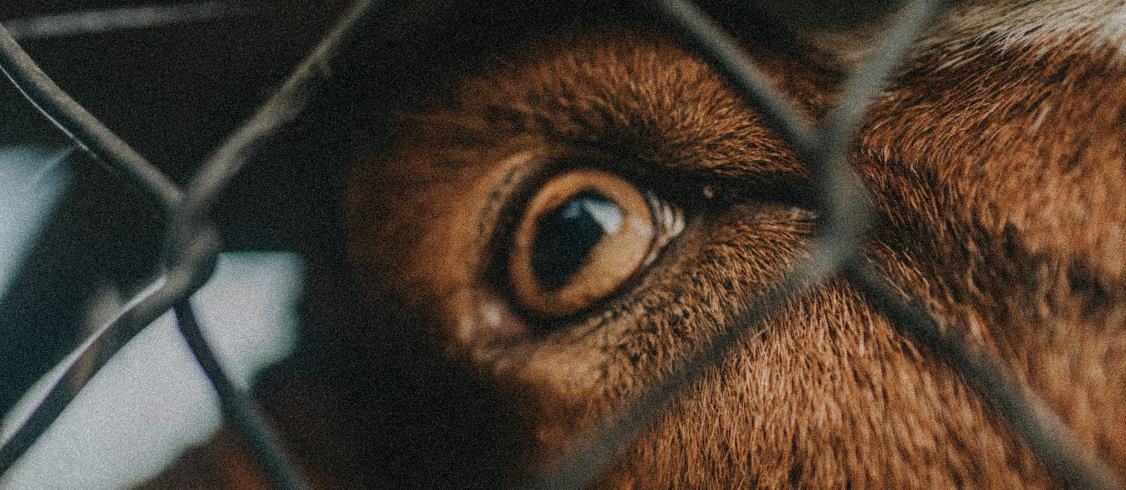 The eyes of which animal have rectangular pupils?