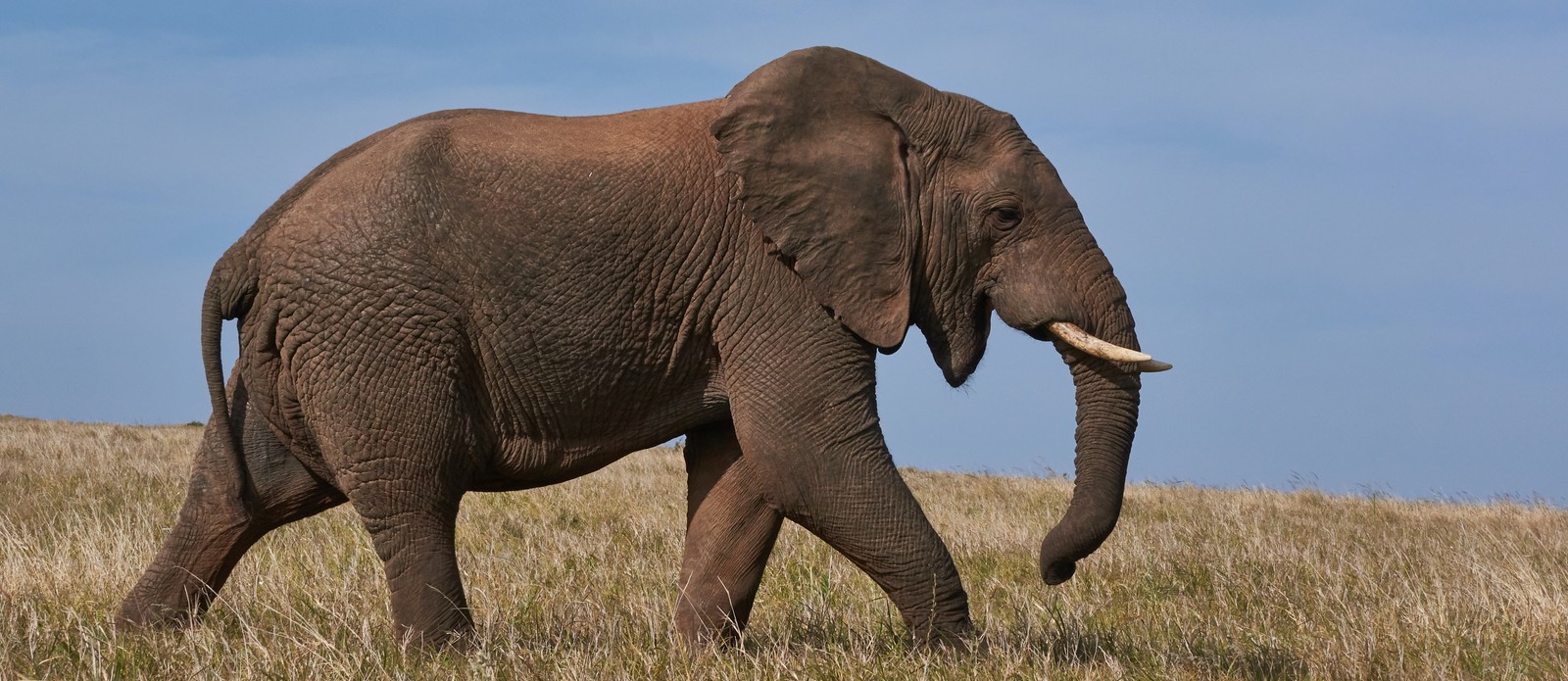 From which continent do elephants with large flapping ears come?