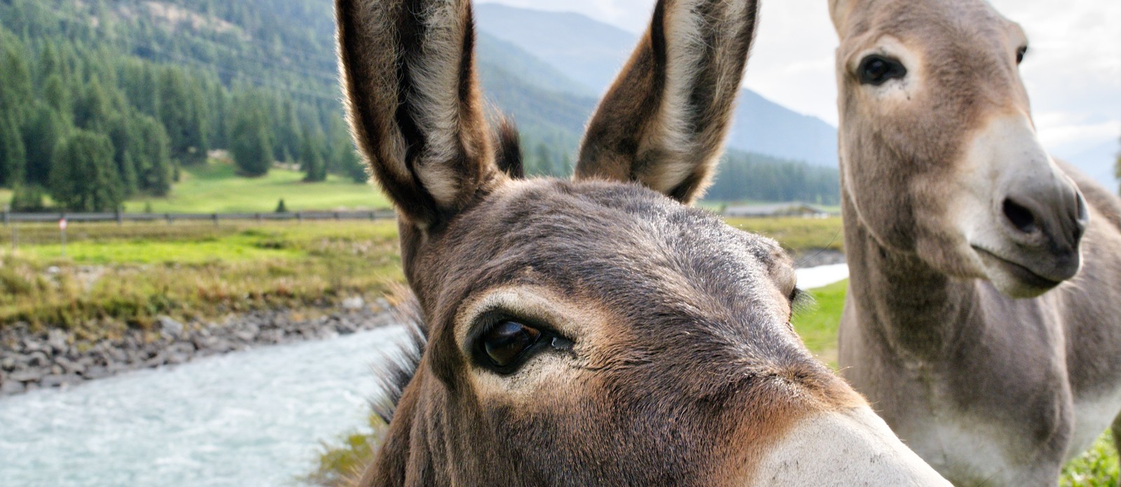 What is a male donkey called?