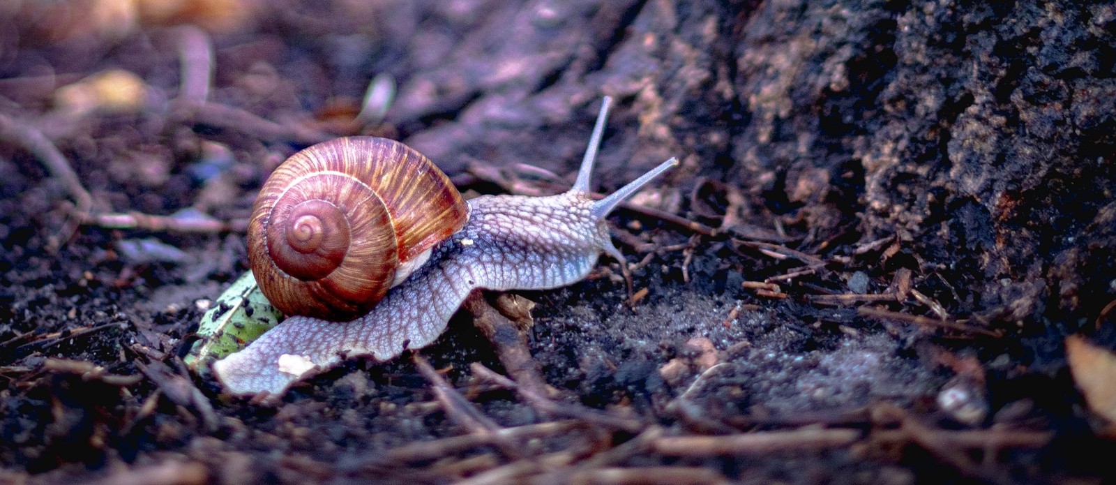 Slugs and snails are members of what group of animals?