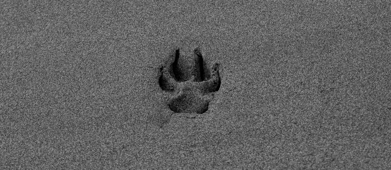 What Is The Largest Feline Or Big Cat In The Americas what-is-the-largest-feline-or-big-cat-in-the-americas