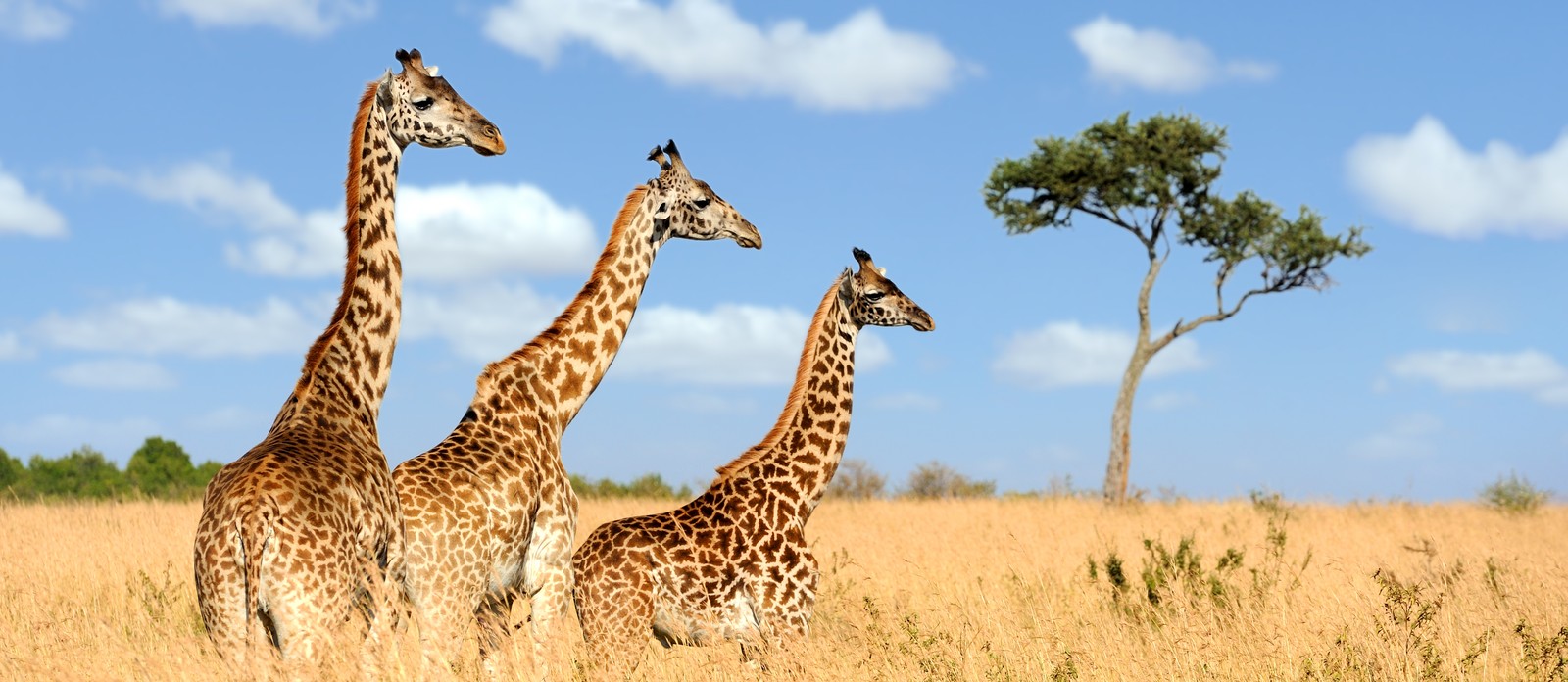 How high does a giraffe grow?