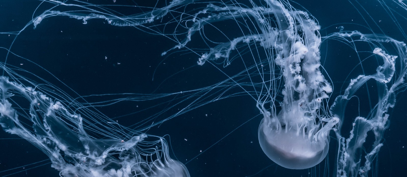 What is the world's largest species of jellyfish?