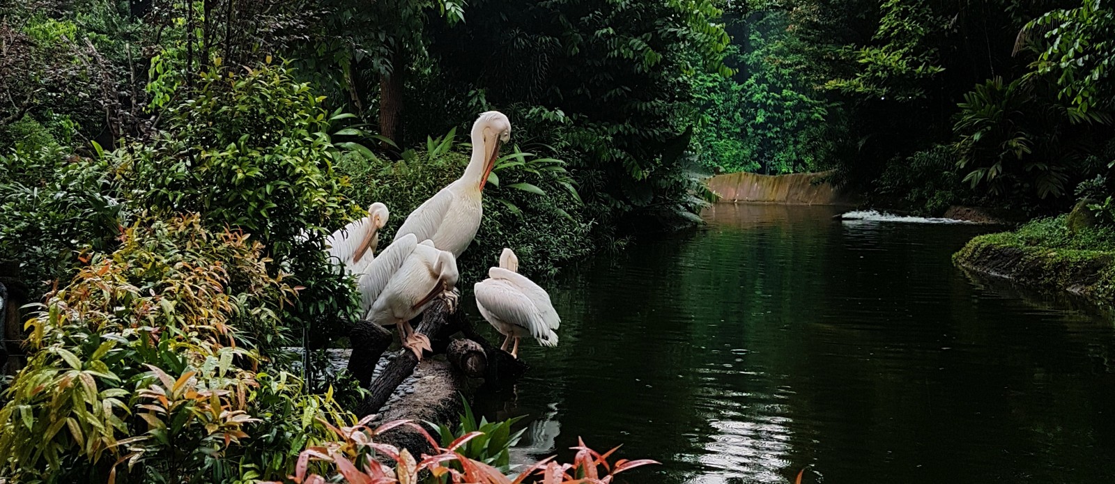 How many countries are listed as being 'megadiverse countries'?