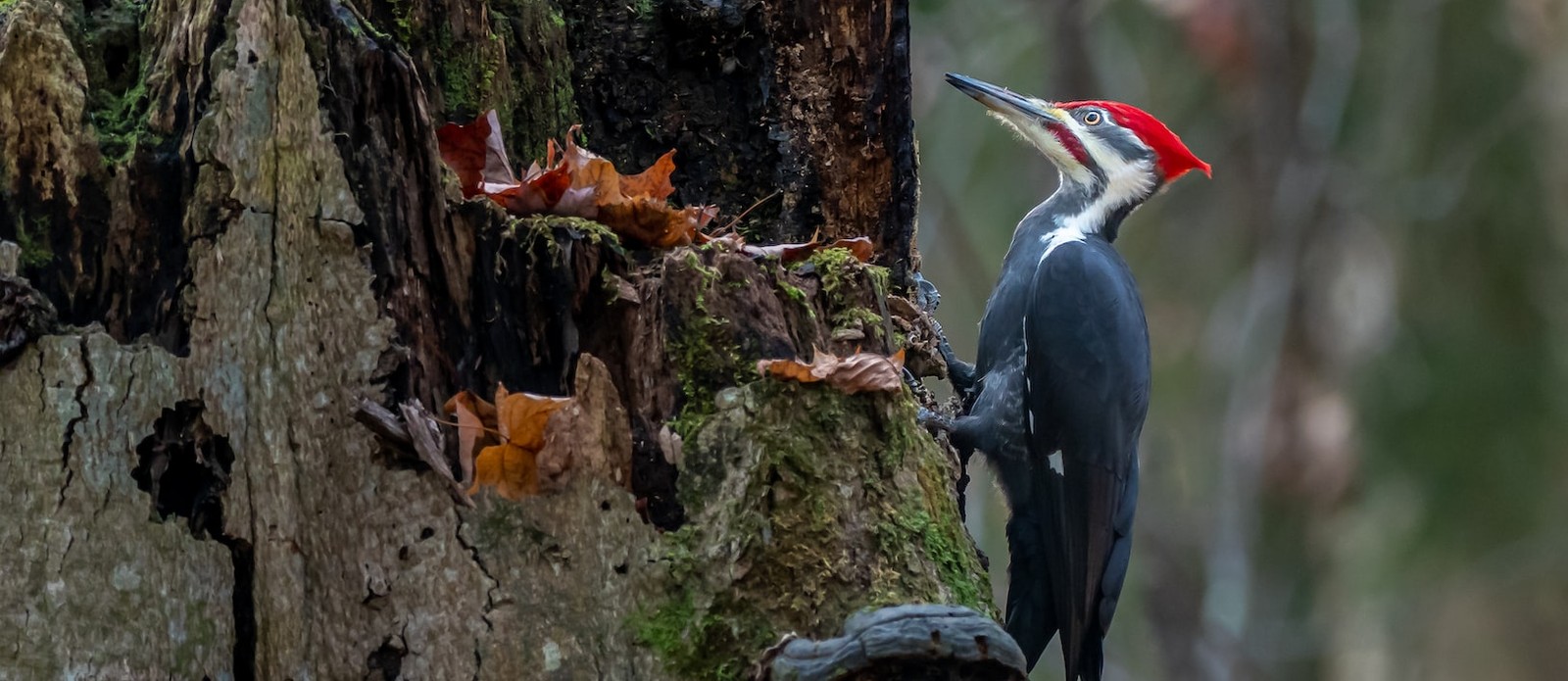 Among other reasons, why do woodpeckers peck wood?