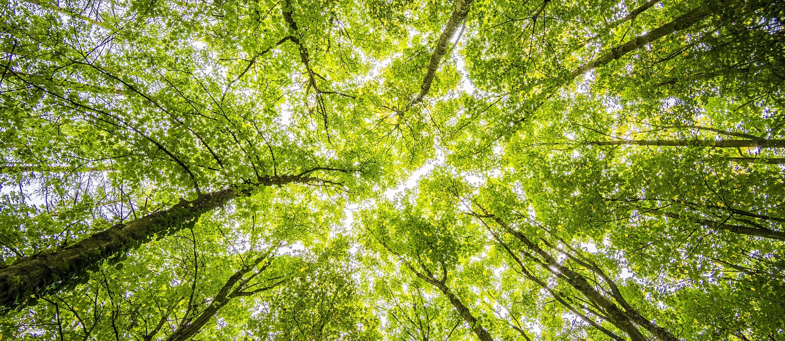 Why are trees good for the environment?