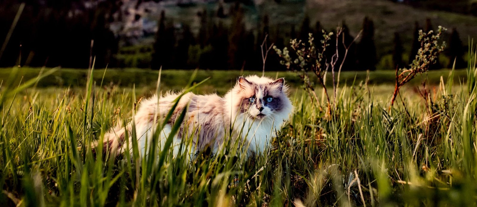 What is another term for a male cat?