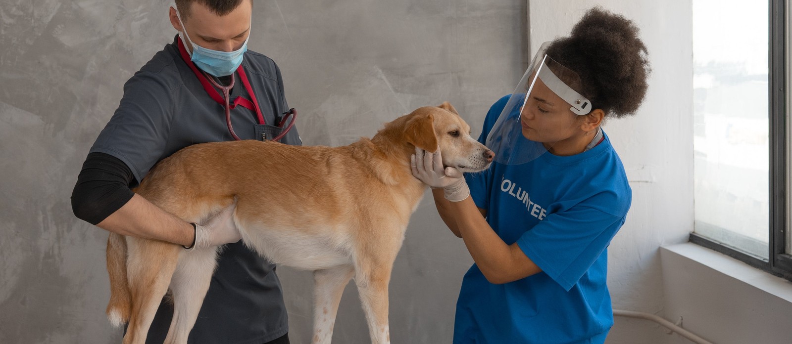 What is the cause of leishmaniasis in dogs?