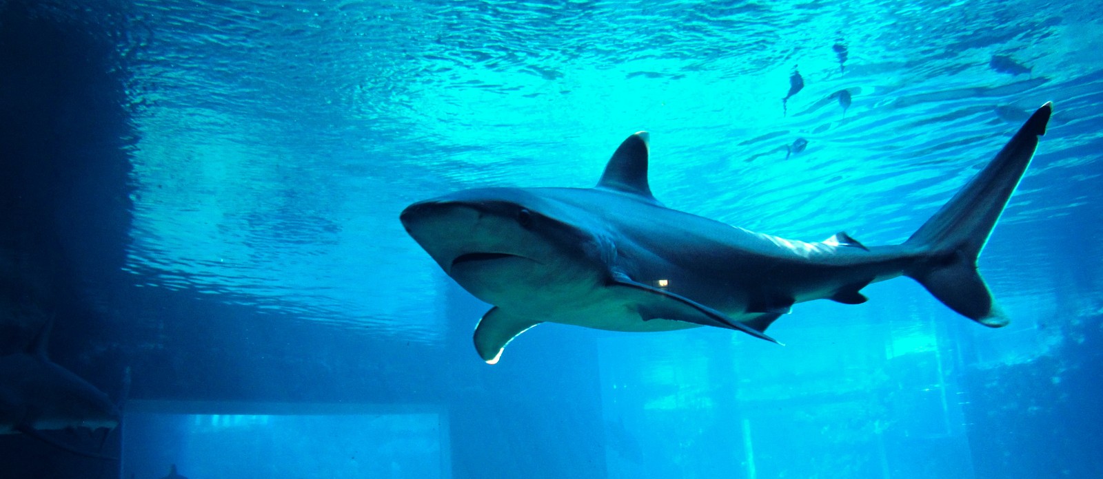 Which shark is the fastest swimmer?