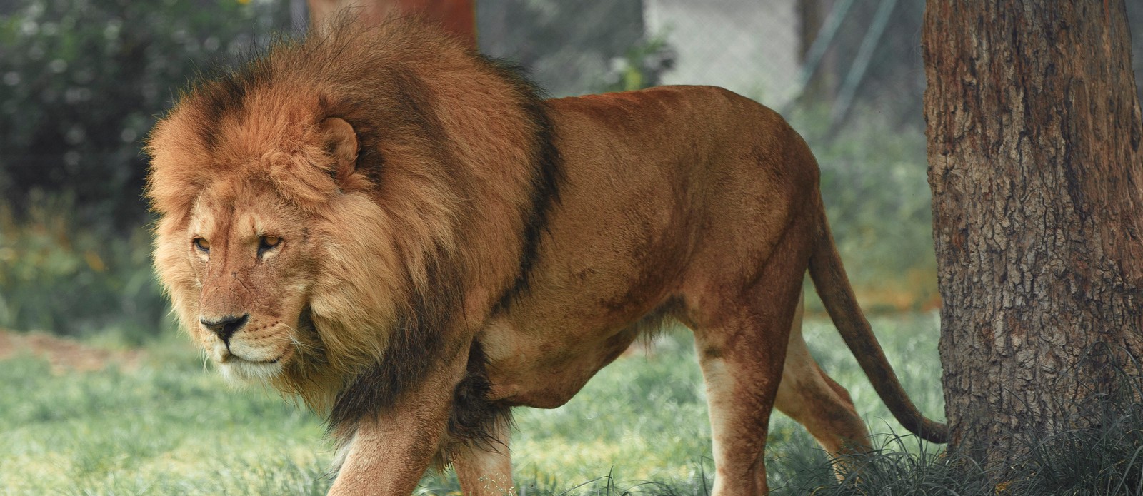 What term describes a dominant male in the animal kingdom?