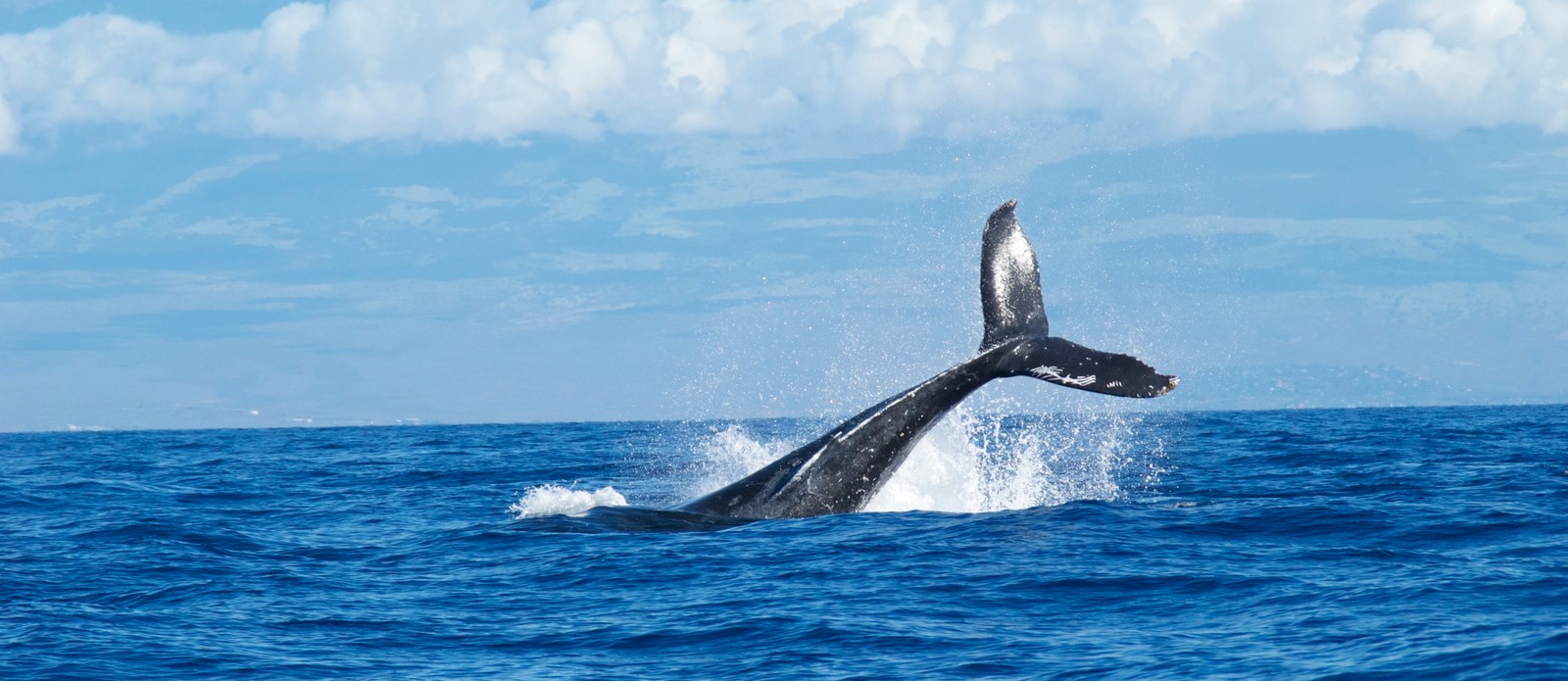 "Canary of the sea" is the nickname for which whale?