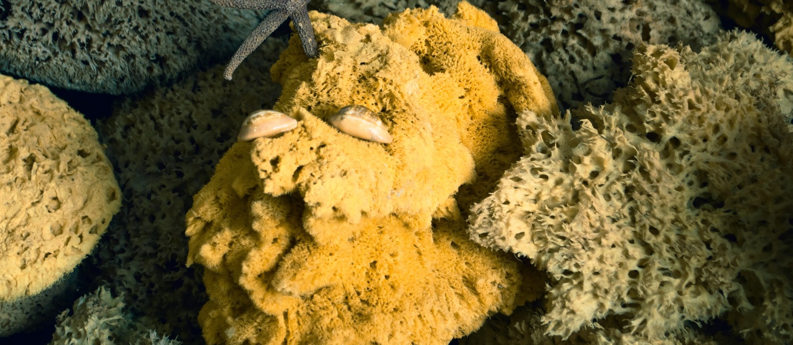 Sea sponges belong to which life kingdom?